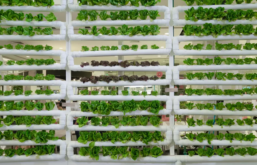 Hydroponic Farming : A Step-By-Step Guide