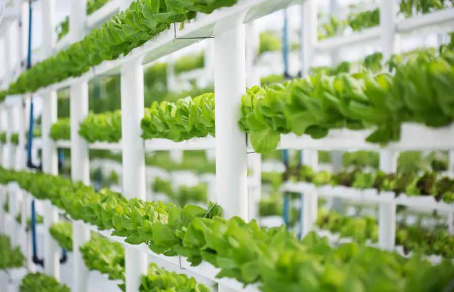 Hydroponic Farming at Home: A Revolution in Sustainable Agriculture